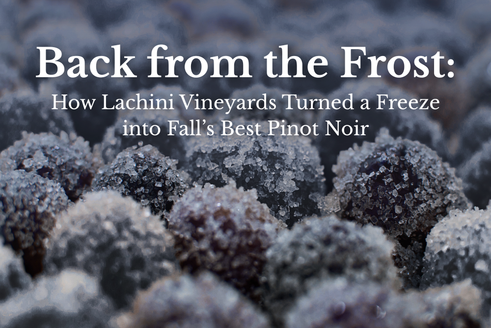 Blog Post: Back from the Frost: How Lachini Vineyards Turned a Freeze into Fall’s Best Pinot Noir